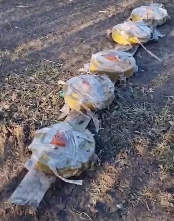 Visai geras šlaugbaumas, po juo buvo mina spąstai ML-7.