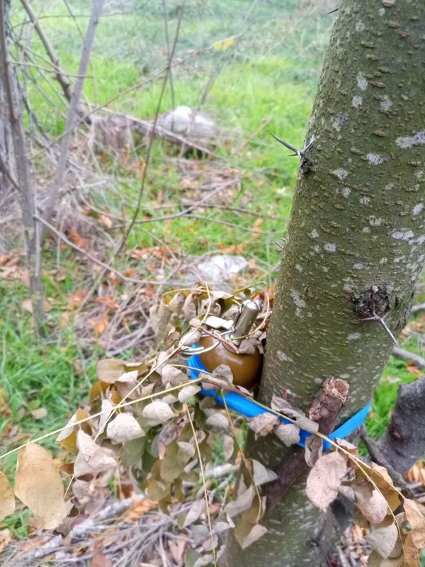 Granata ant atotampos, pietvakarių Ukraina, 2024 metai. 